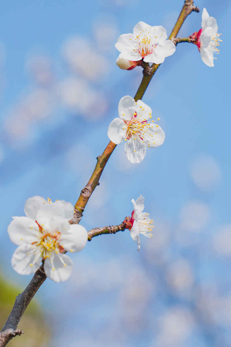 春日梅好 18