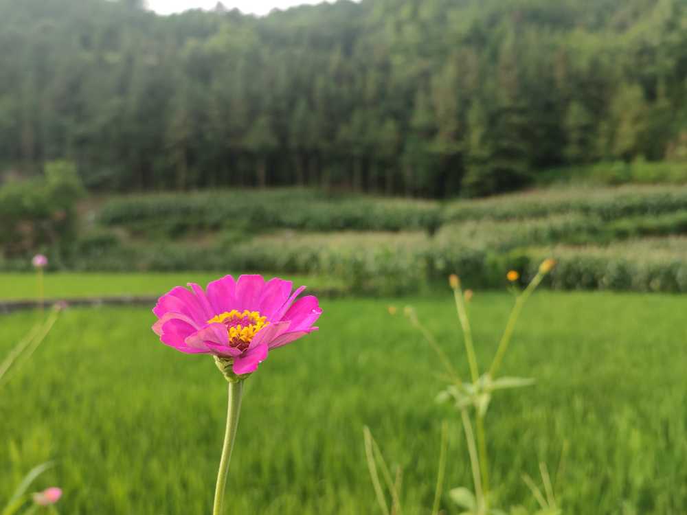 百日菊