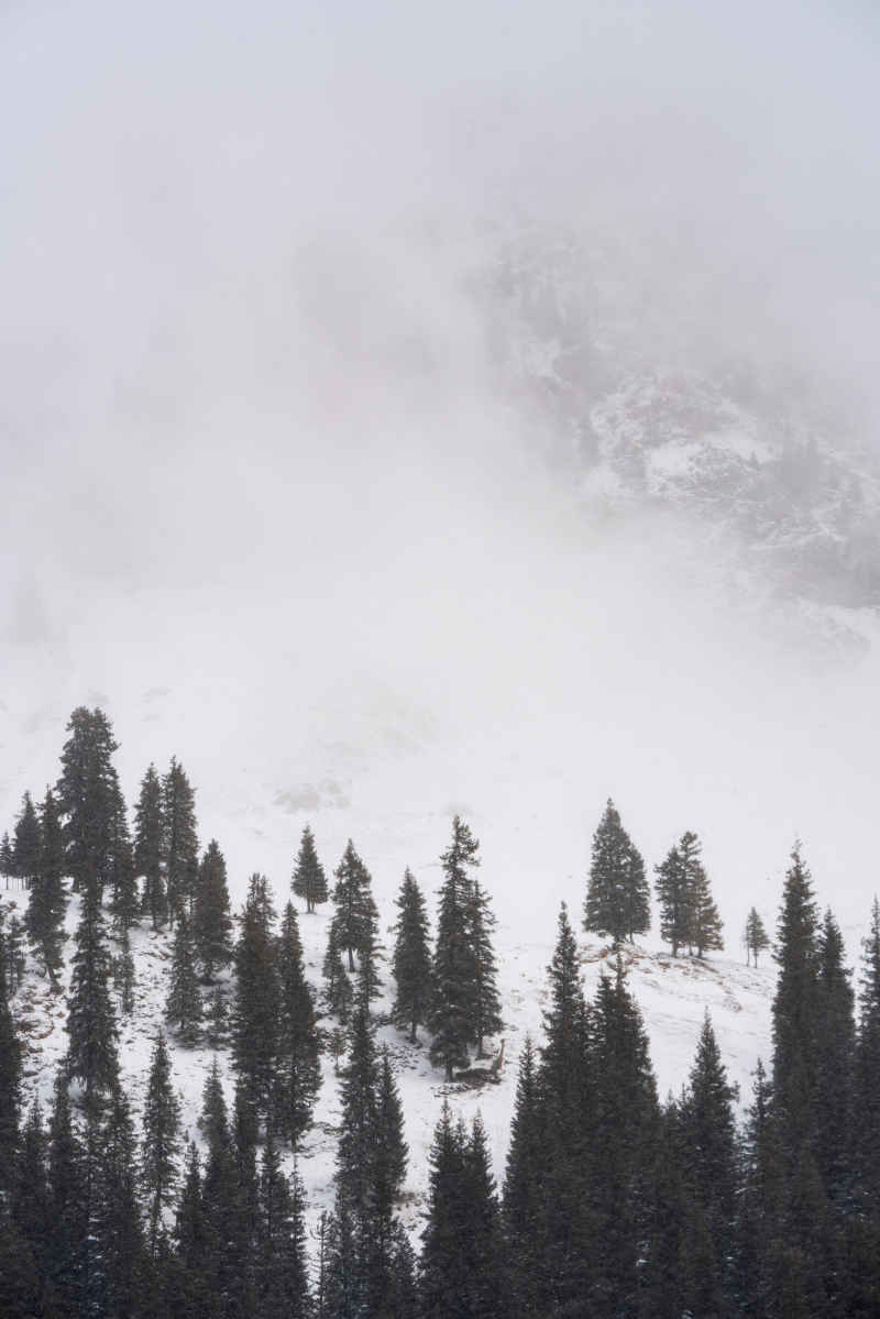 雪山松树