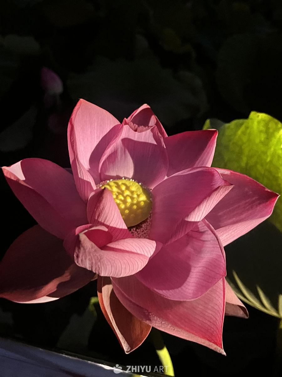 绽放的粉红莲花
