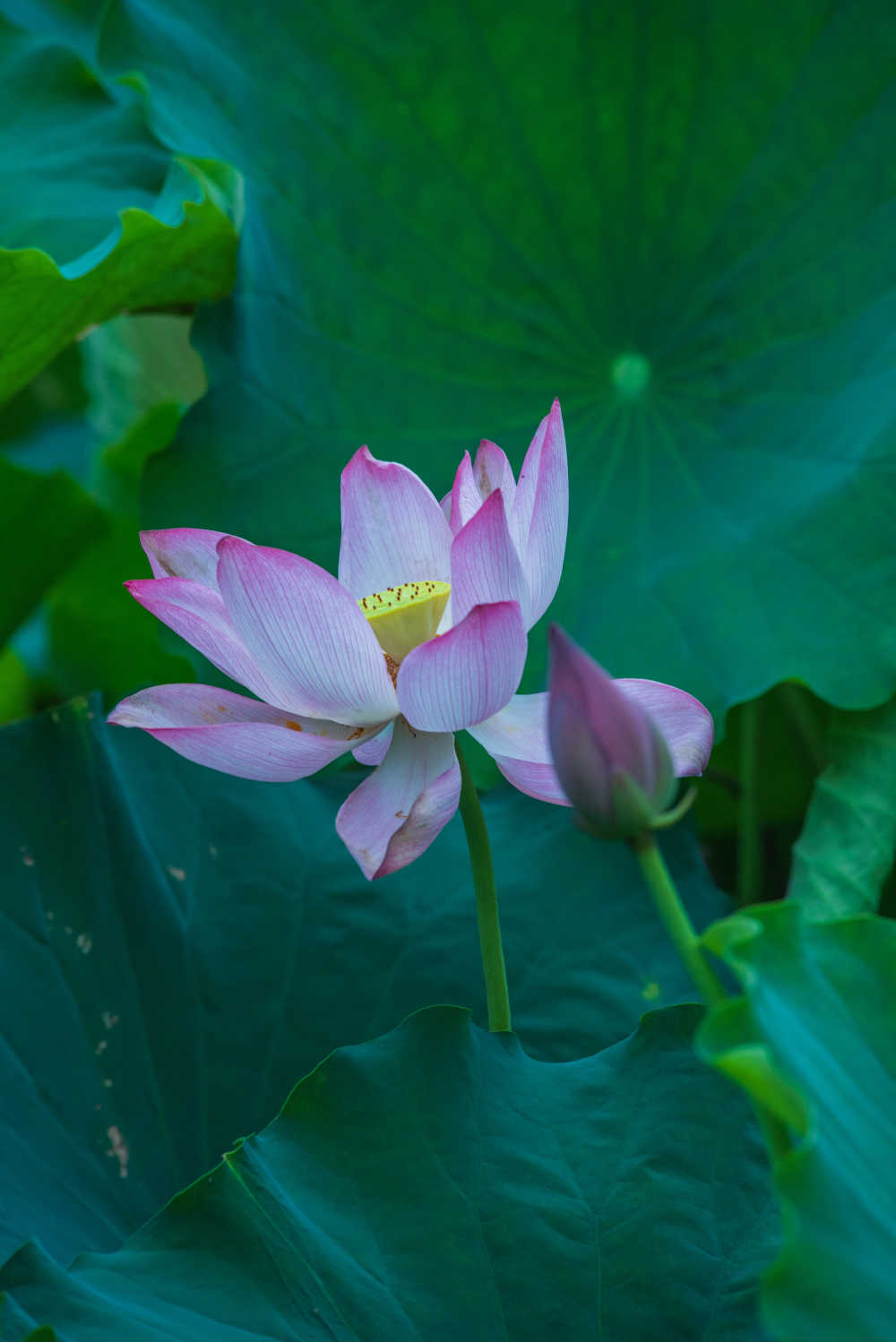 荷花