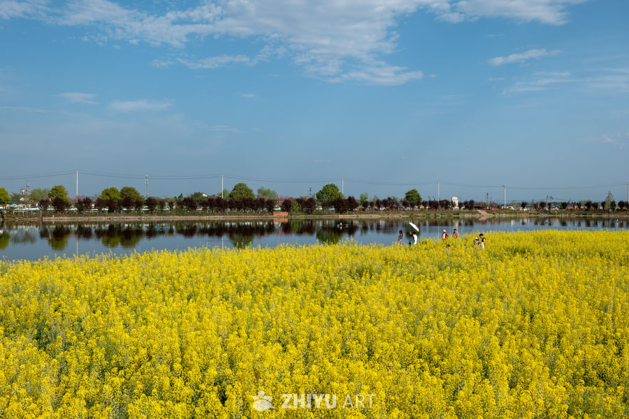 油菜花海 12