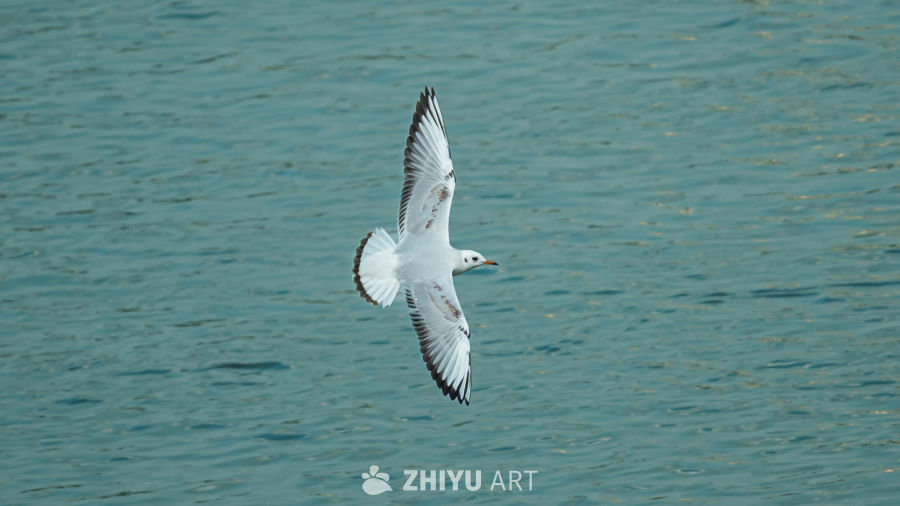 海鸥掠过碧波