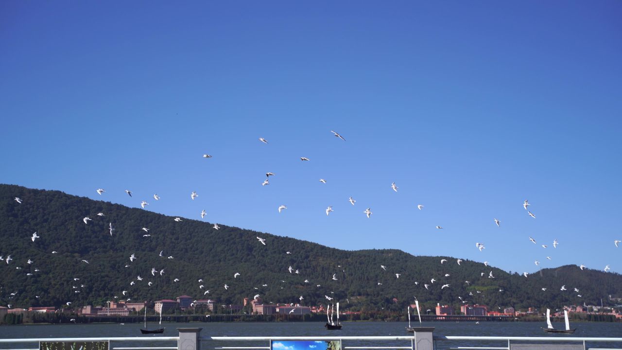 昆明海埂大坝海鸥