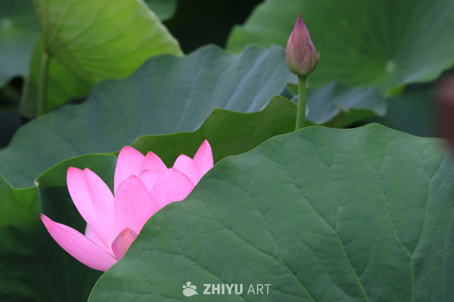 荷花 32