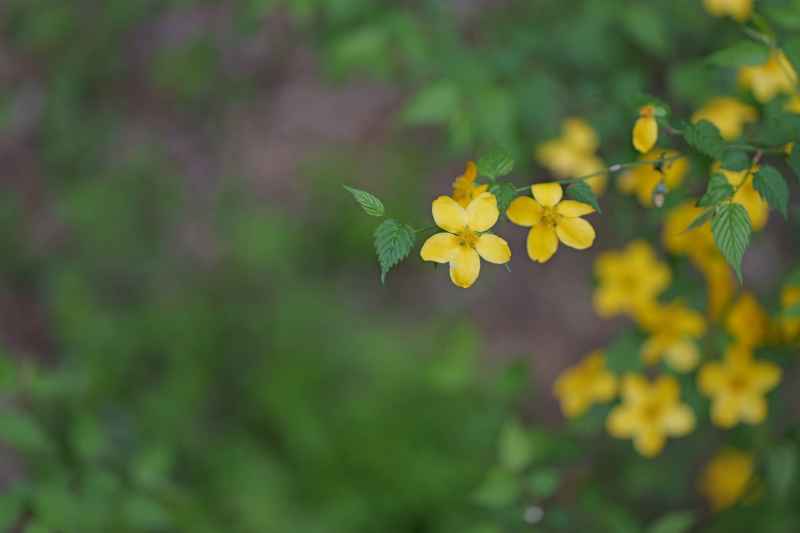 小黄花