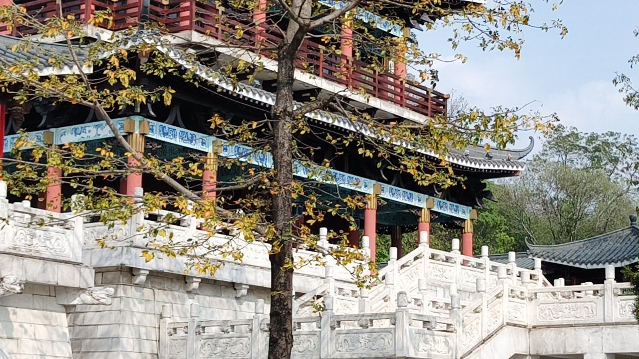 风吹树