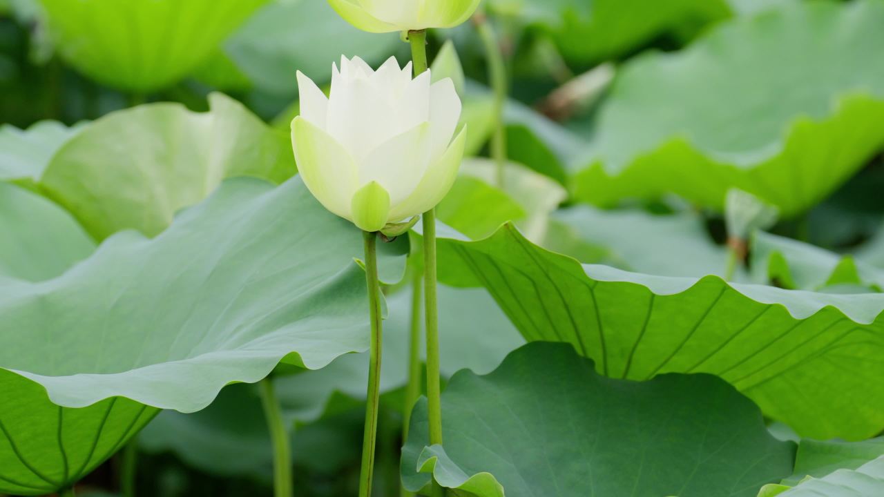 荷花02518704