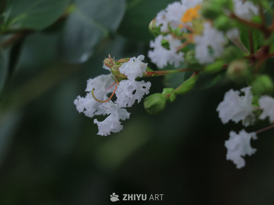 白花绽放的春天