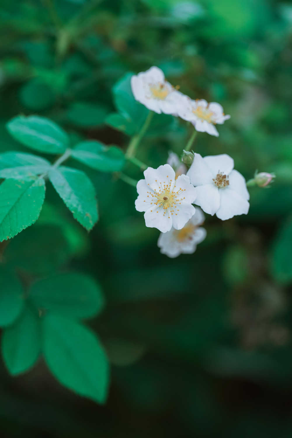 蔷薇花开