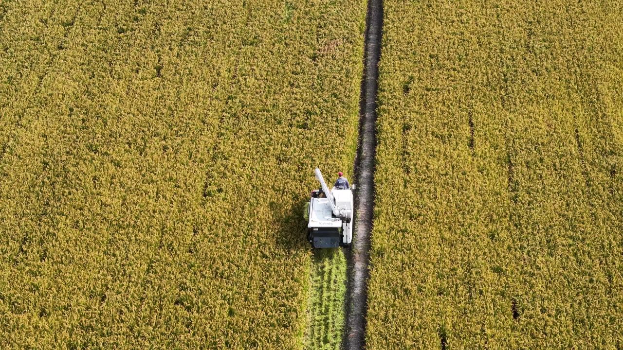 4K航拍江苏苏州稻田秋收 5