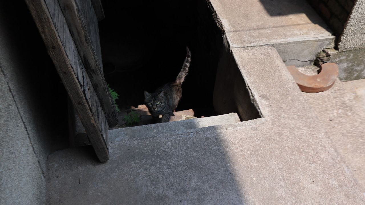 猫咪 素材