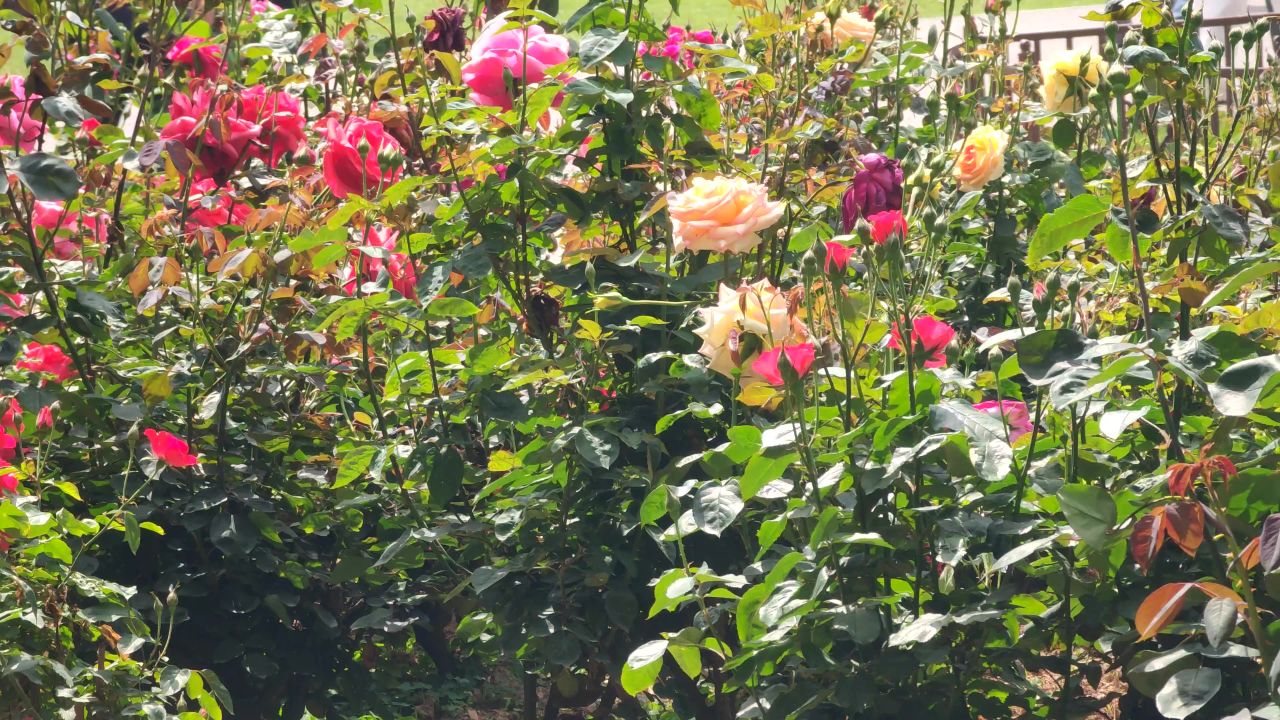 阳光下的玫瑰花
