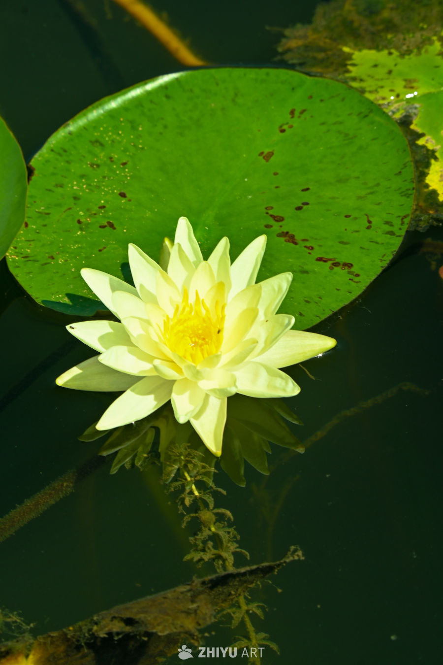 荷花🪷