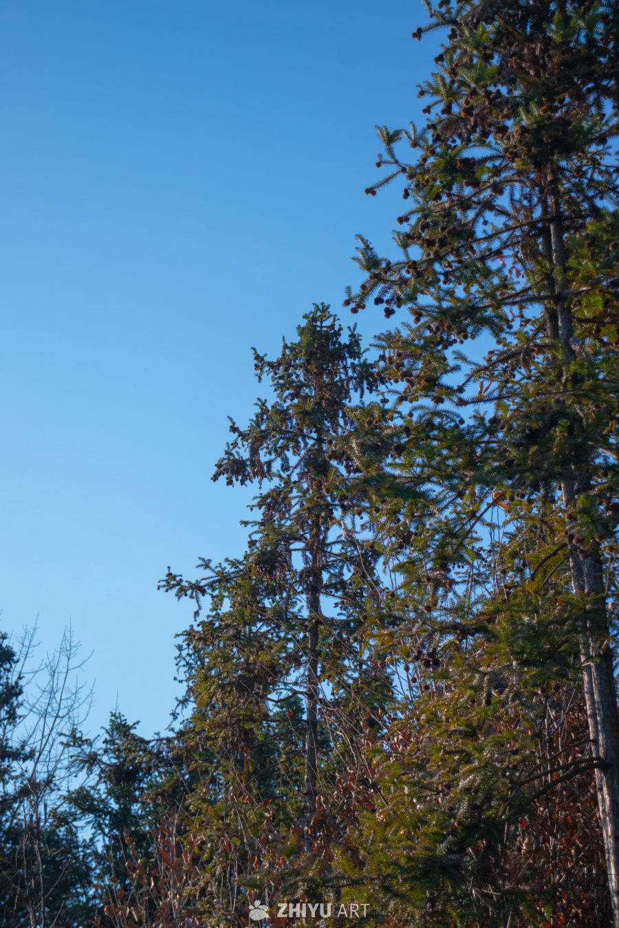 秋日松林静谧景