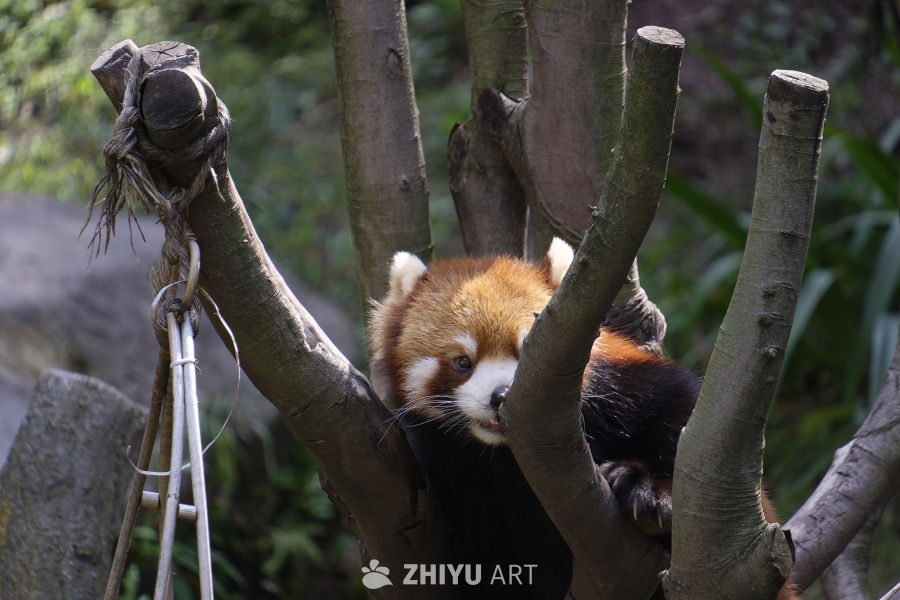 无敌可爱小熊猫