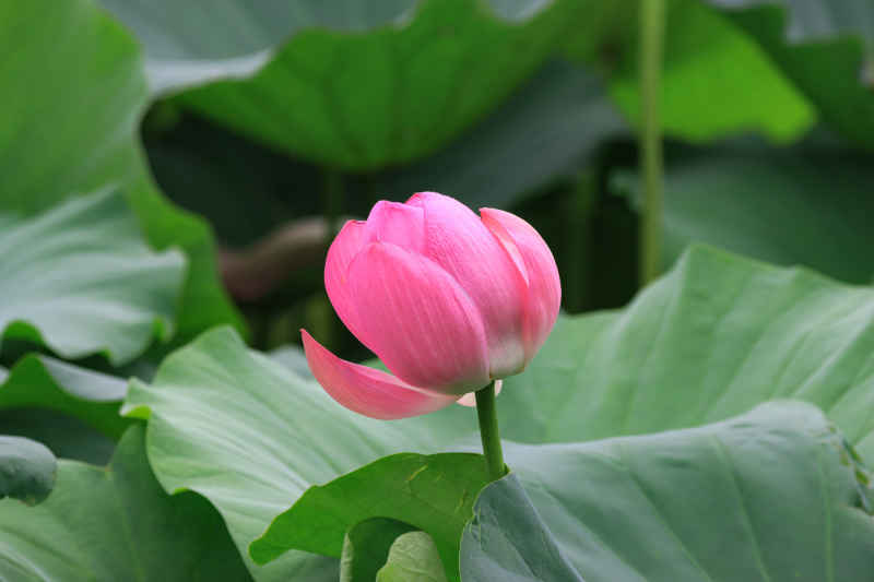 荷花 32
