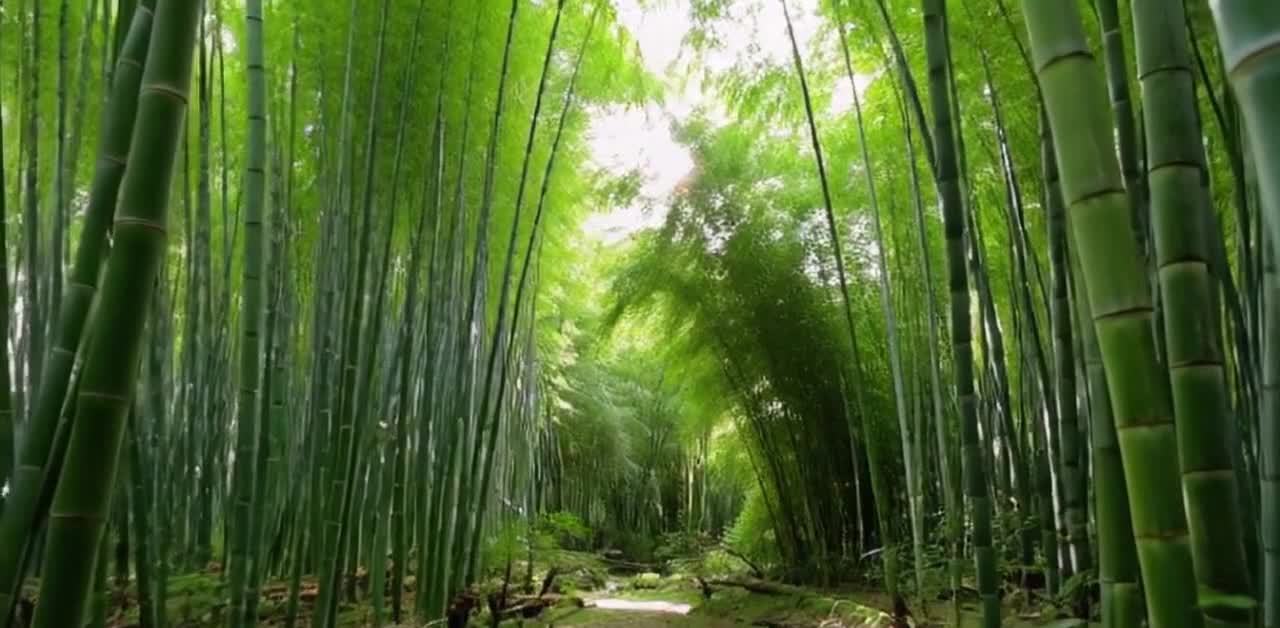 茂密的竹林中，阳光从竹林深处射出，形成光影。竹林中