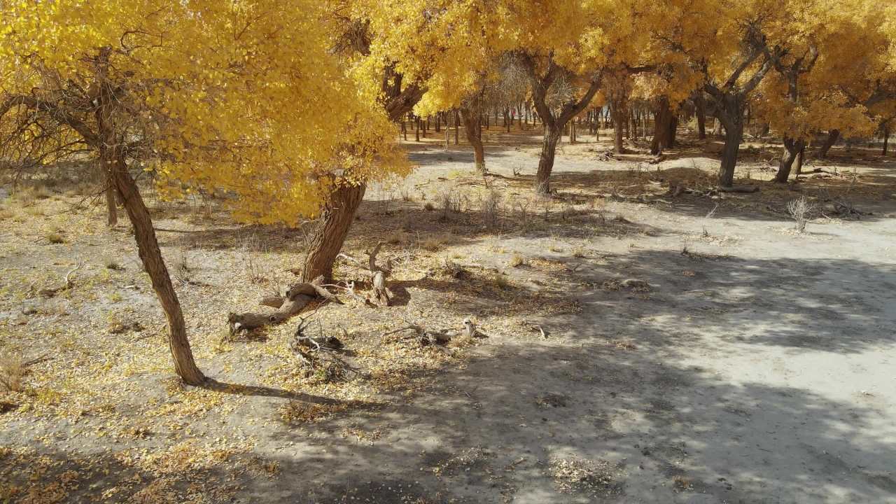 航拍内蒙古额济纳弱水黑城景区的油画胡杨林 1