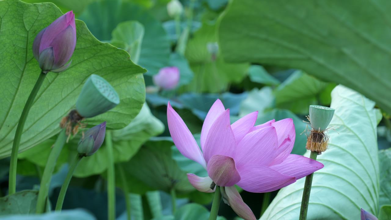 荷花 5