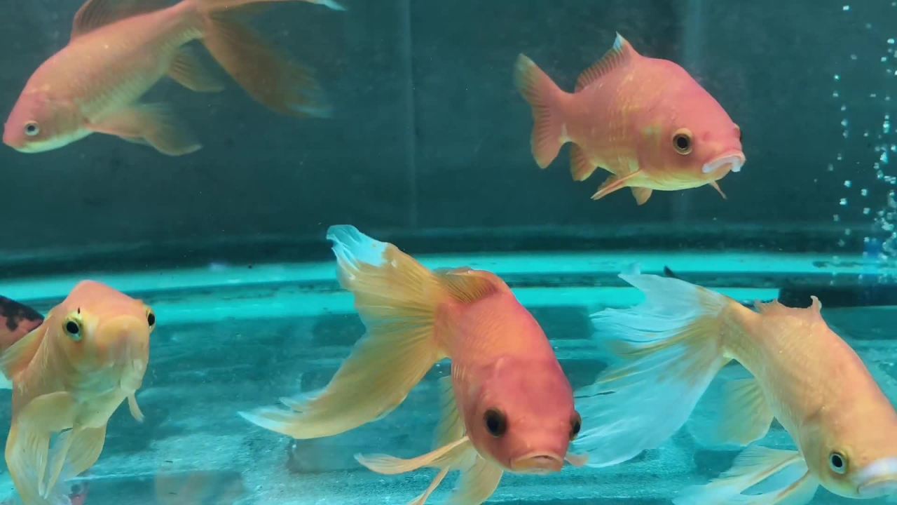 水中自由自在游泳的鱼儿