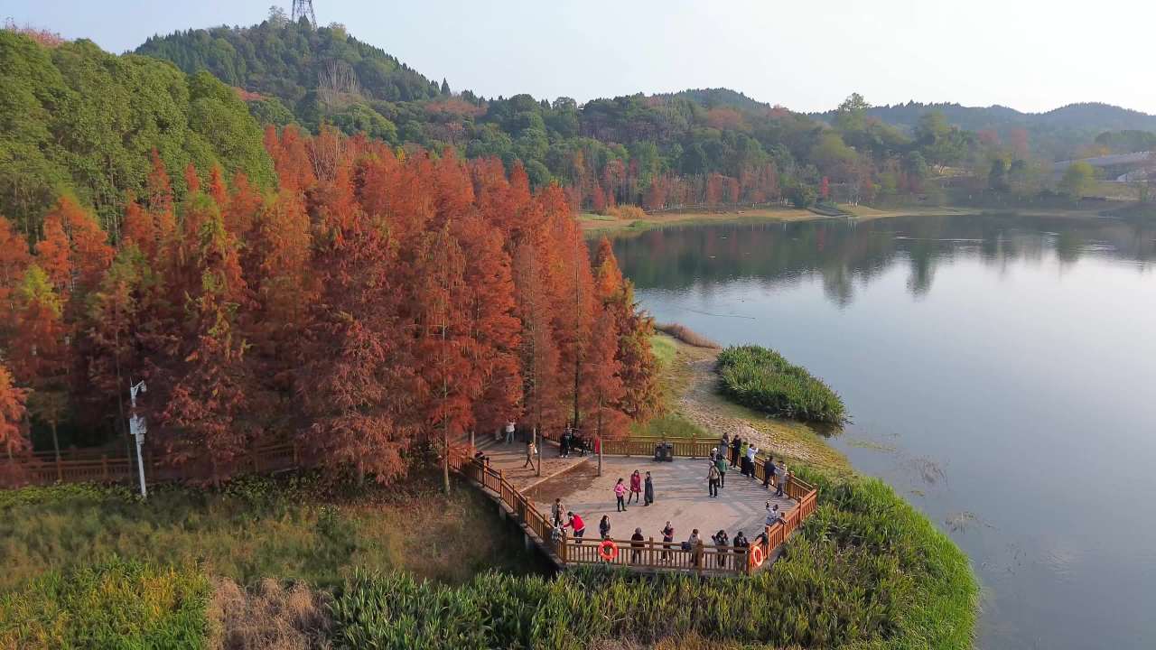 德阳市东湖山红杉林航拍 1