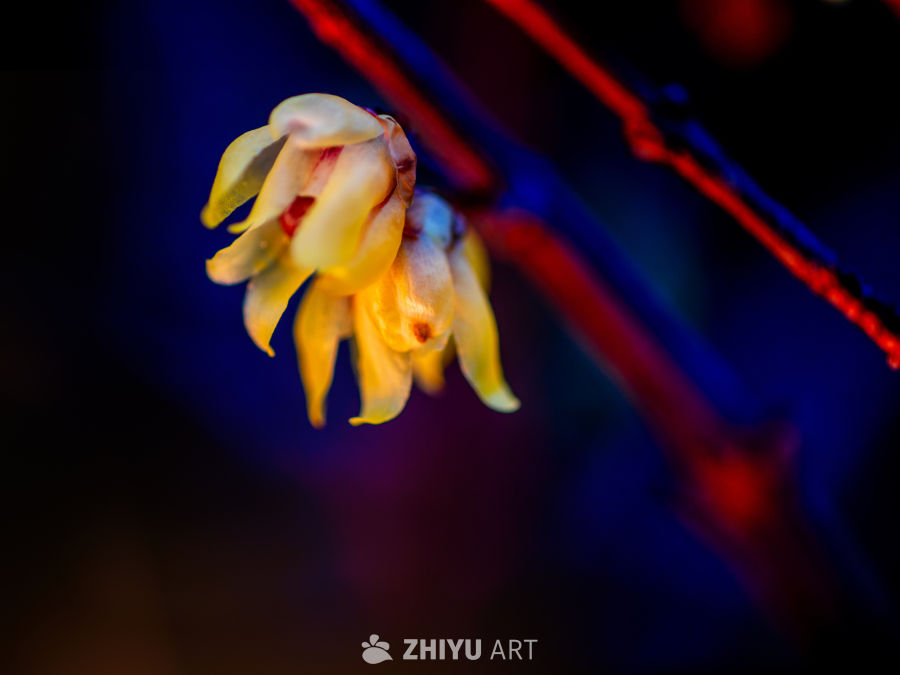 梅花 8