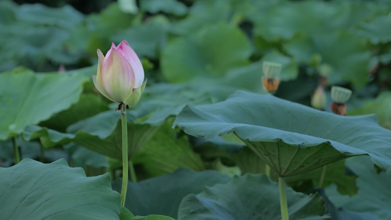 荷花 8