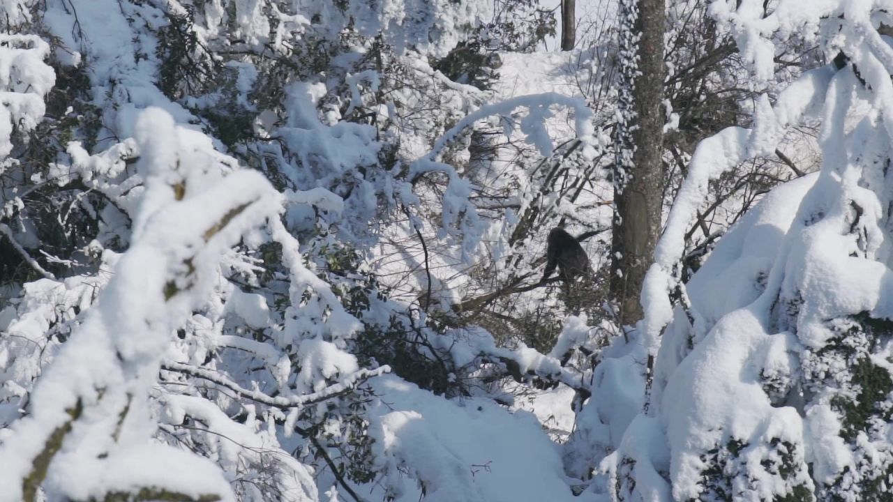 大雪后峨眉山树林中的猴子