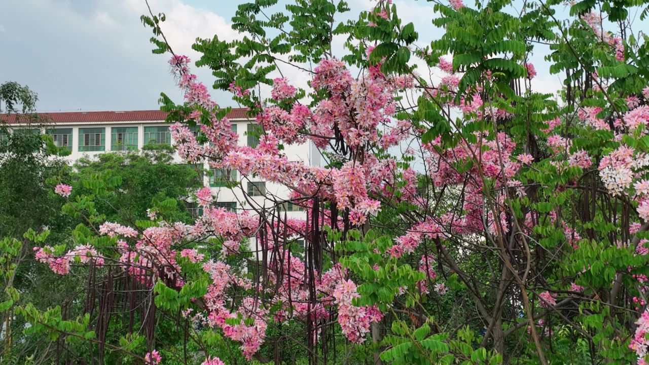花海航拍 1
