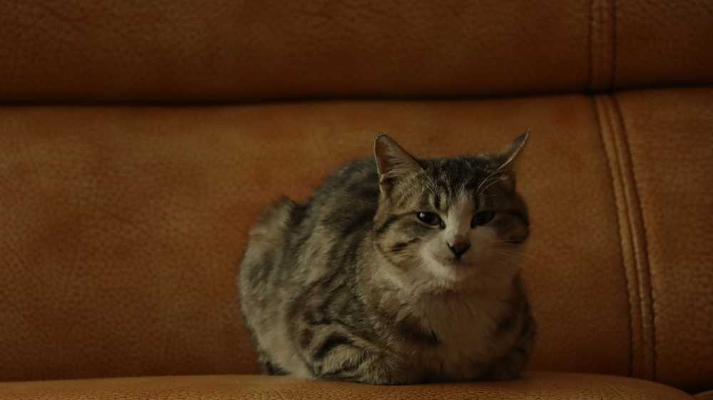 霸总猫猫