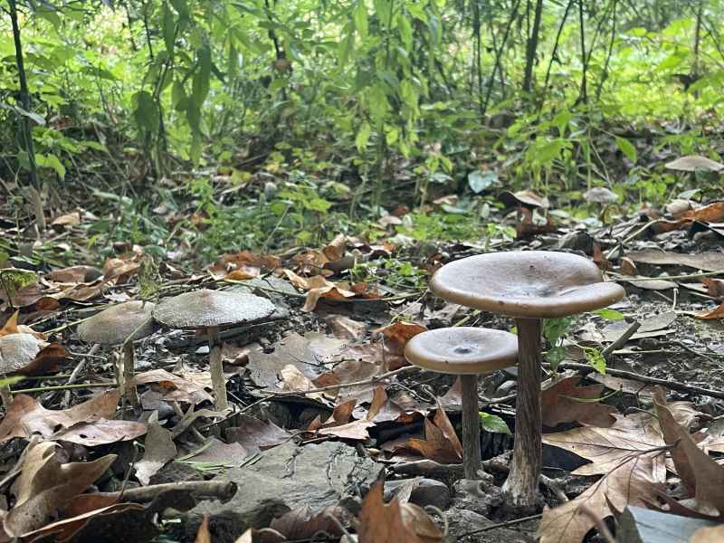 秦岭一路 蘑菇伞