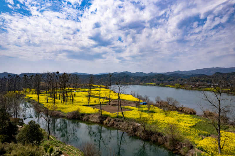春天乡村田园油菜花航拍图  