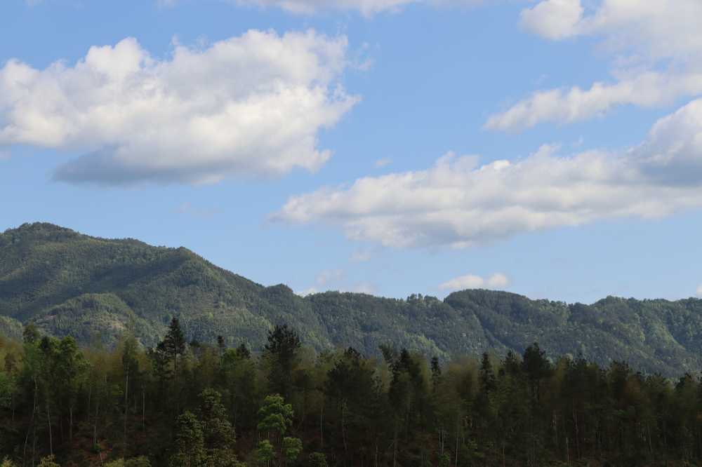 蓝天白云映衬之下的塔川森林公园如诗如画