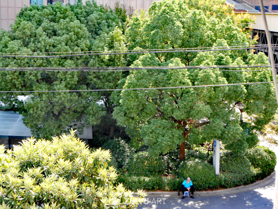 长在树上的绿，才是夏天的绿