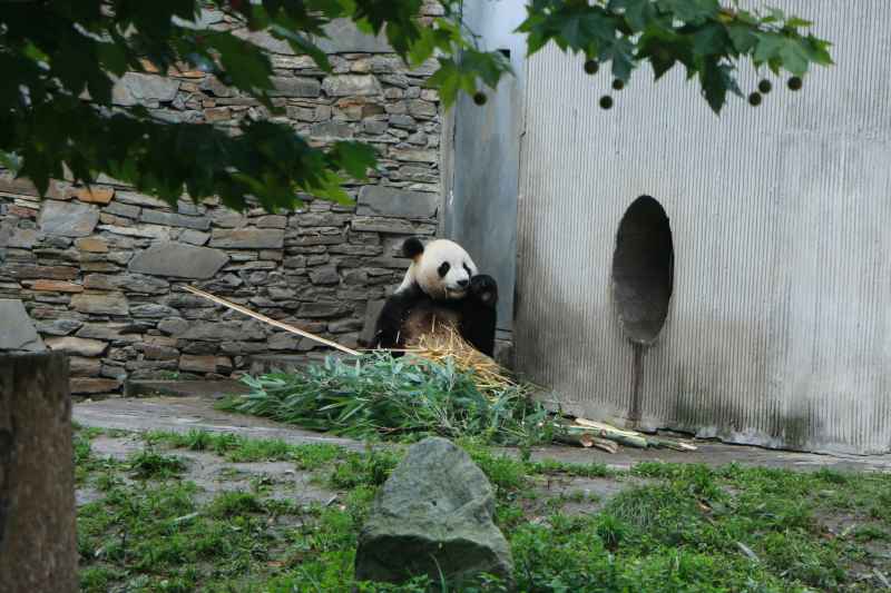 动物园熊猫 13