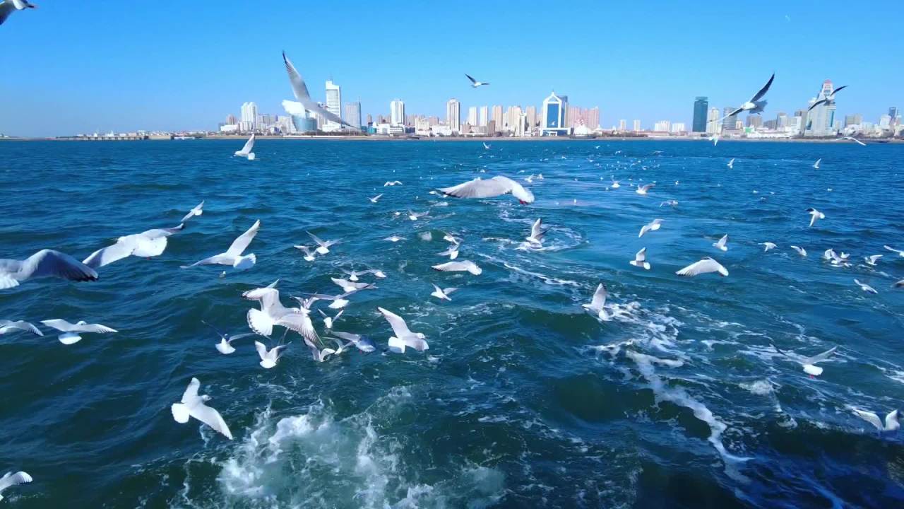 青岛行驶的船上看蔚蓝大海上飞翔的海鸥群 2