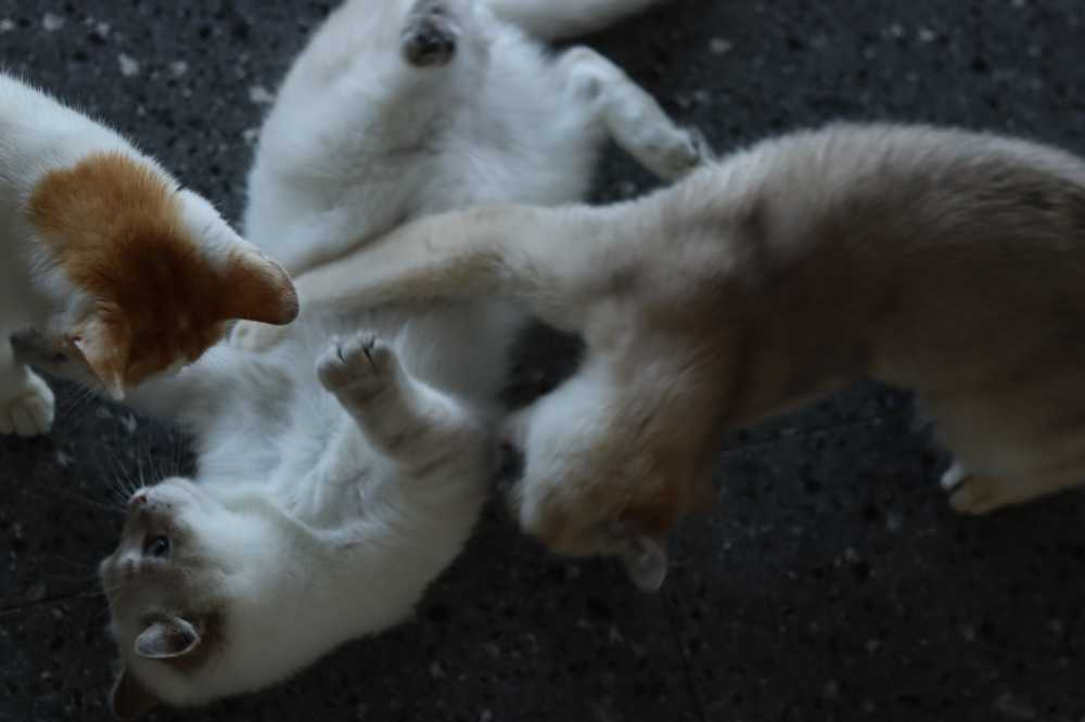 猫