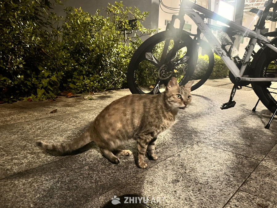 夜色中的小猫与自行车