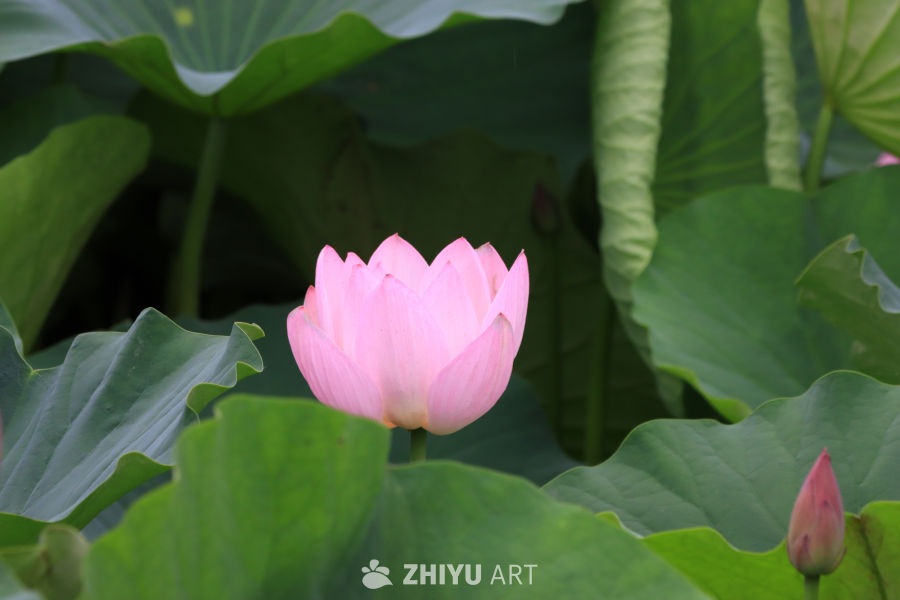 荷花 34