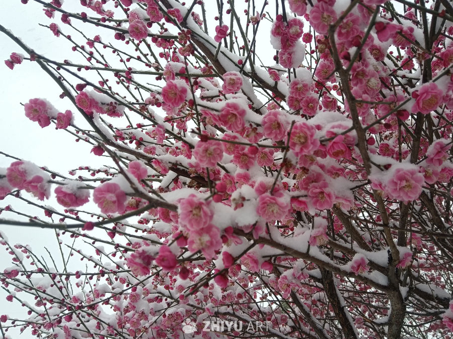 雪落红梅