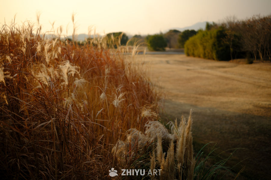 夕阳下的芦苇荡