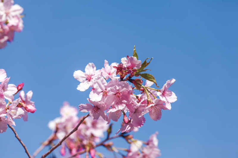 春·樱花祭 23