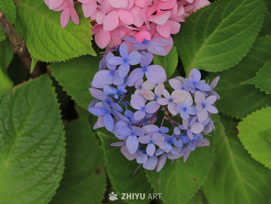 绣球花的梦幻色彩