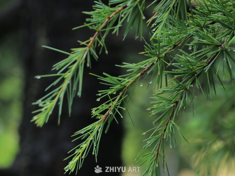 雨后松针