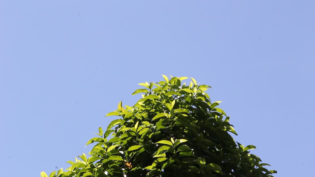 蓝天中的白兰树