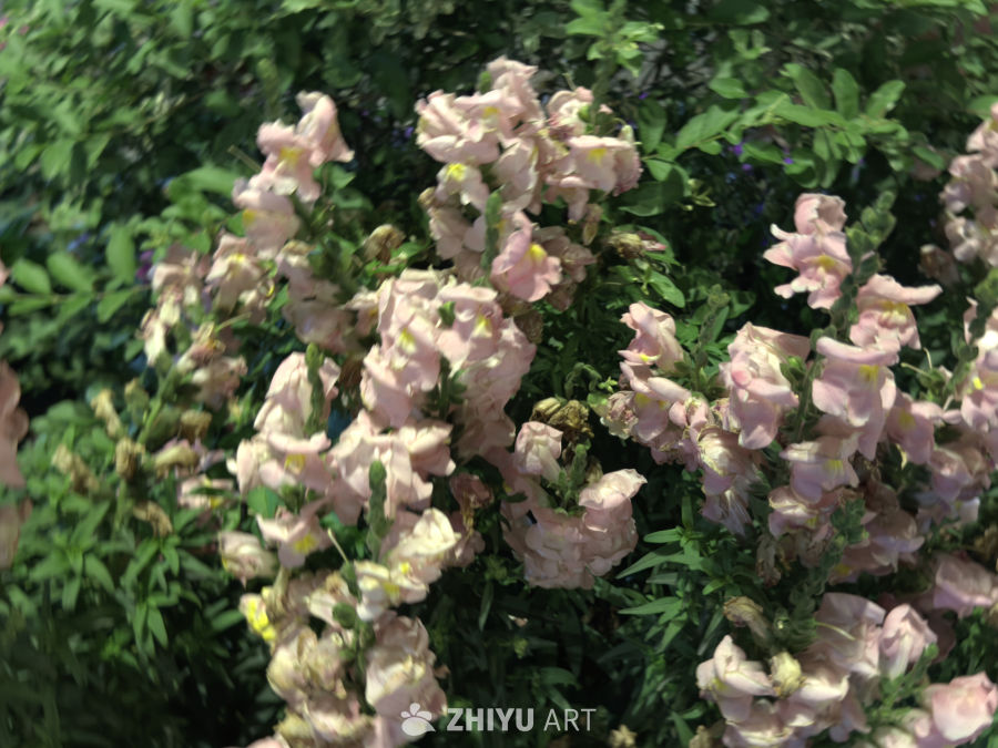 粉花绿叶映衬的自然之美