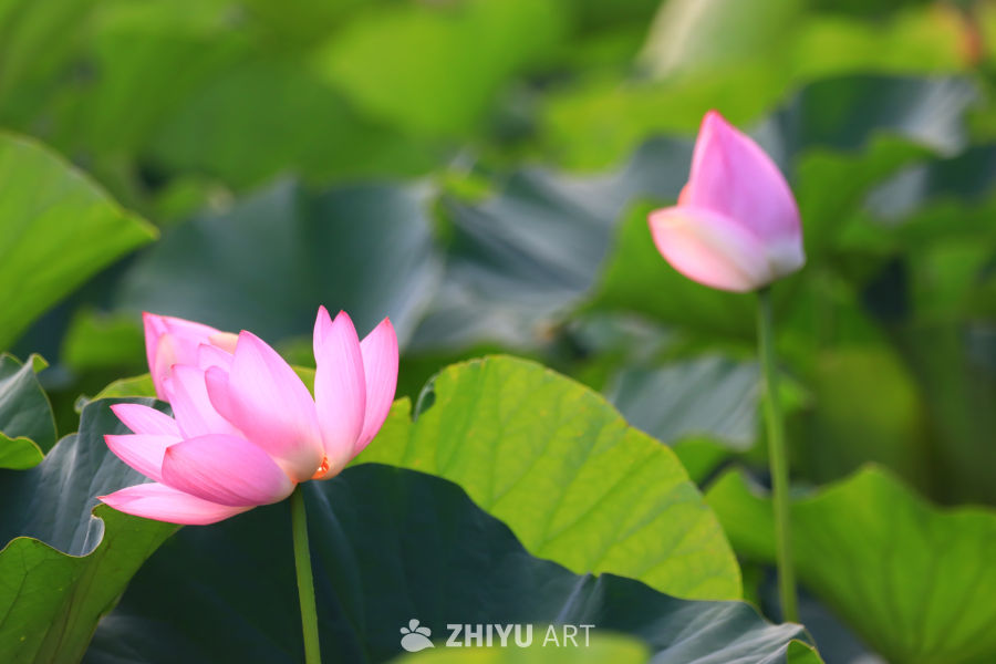 盛夏荷花 162