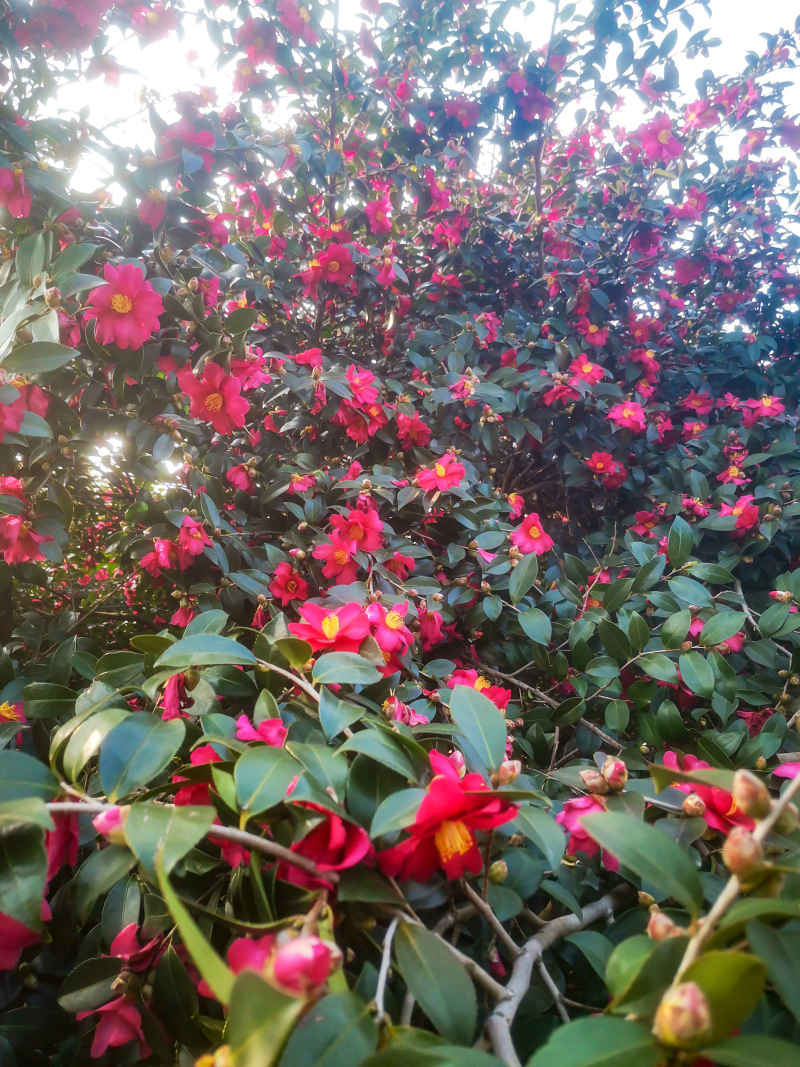 鲜花盛开山茶花花朵植物摄影图