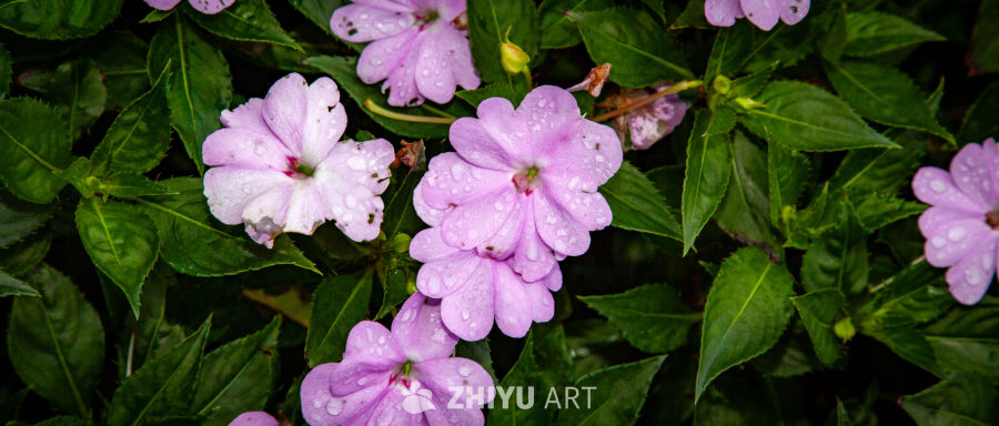 花 10